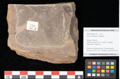 Foto (Objekt + Etikett) von Alnus kefersteinii Goeppert (NHMW-GEO-2024-0188-0738)